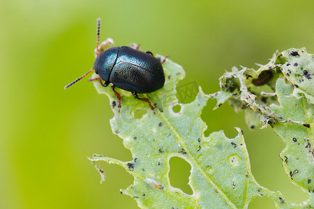 桤木跳蚤甲虫（Agelastica alni）吃掉并破坏计划的宏观特写