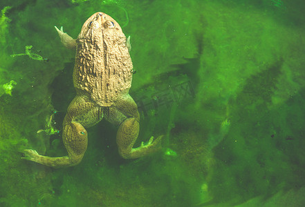 叶子上水塘里的一只雄性蟾蜍，野生动物。