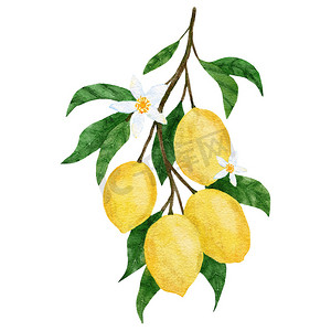 水彩手绘插图，配有黄色成熟的地中海柠檬和绿色优雅的叶子。