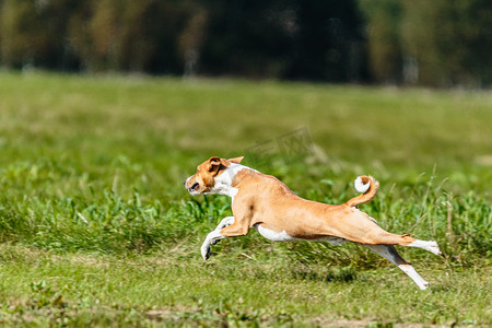 巴森吉狗在绿地上引诱比赛