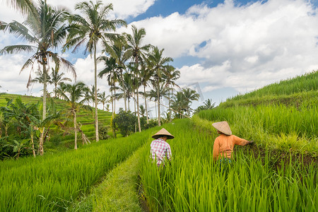 东南亚印度尼西亚巴厘岛，在 Jatiluwih 水稻梯田种植园工作的女农民。