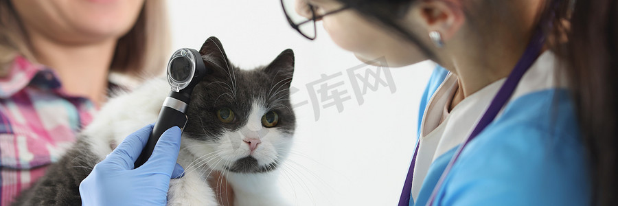 女医生兽医用特殊设备检查猫耳朵