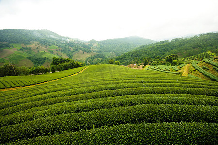 茶田景观