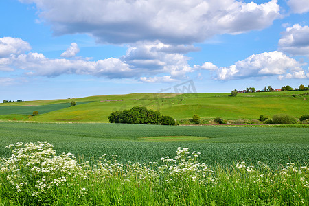 乡村美丽田野的郁郁葱葱的绿色景观和在多云的蓝天背景下在牧场上吃草的奶牛。