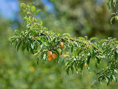 黄李子，树枝上的樱桃李子果实，成熟的果实收获，果树