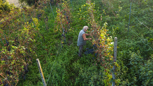 意大利卡斯特阿夸托山葡萄酒农场的农民英勇采摘葡萄