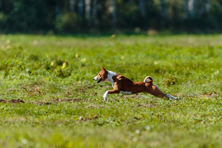 引诱摄影照片_巴森吉狗在绿地上引诱比赛