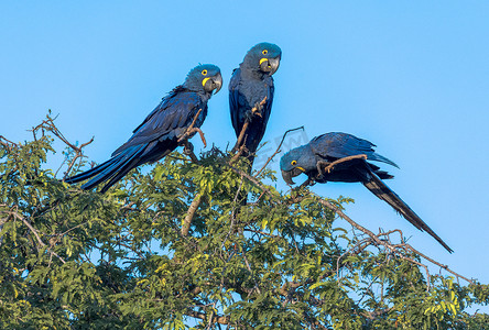 风信子金刚鹦鹉在巴西潘塔纳尔湿地进行对话。