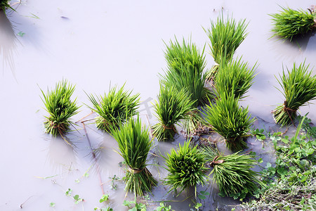 秧苗摄影照片_用于种植的水稻秧苗。