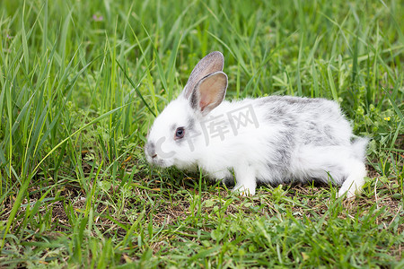 绿色草地上的白色毛茸茸的兔子。