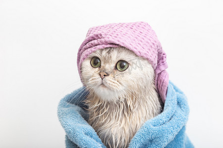 有趣的猫，沐浴后，头上裹着蓝色毛巾，头上戴着紫色帽子