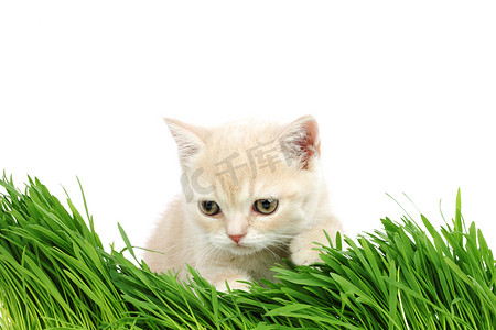 草地后面的猫