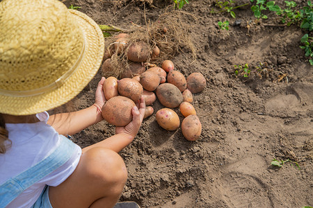酥脆锅巴土豆摄影照片_在花园里挖土豆。