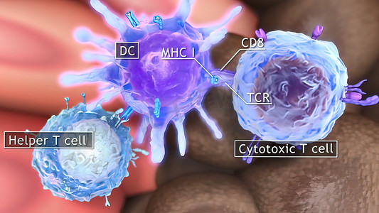肿瘤细胞摄影照片_胞嘧啶T细胞清除肿瘤细胞