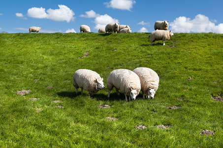 荷兰牧场摄影照片_牧场上的荷兰羊