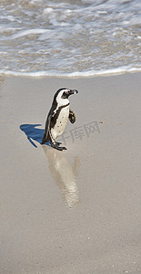 阳光明媚的夏日，南非博尔德斯海滩上的一只小黑脚企鹅。