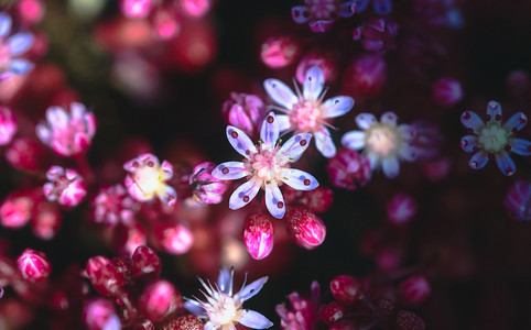 美丽精致的粉色、紫色和白色花朵形成梦幻般的背景