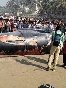 印度 - 环境 - 鲸鱼