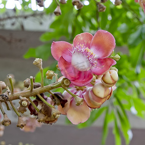 炮弹花摄影照片_萨拉或炮弹、炮弹树、萨尔树