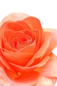 浪漫背景红橙玫瑰