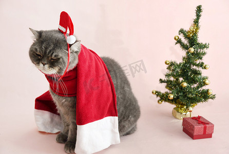英国猫摄影照片_穿着圣诞老人服装的灰色悲伤英国猫坐在圣诞树附近的篮子里