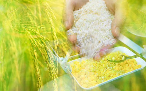 手握稻米、稻田，黑勺子从白碗里舀出黄色甜玉米。