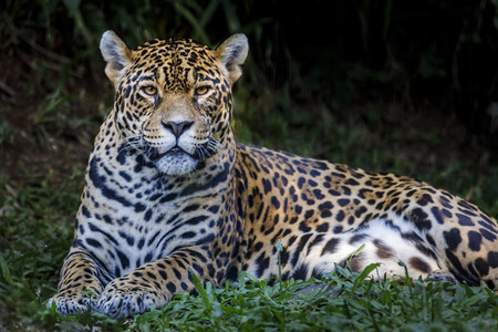 捷豹 Panthera onca，巴西潘塔纳尔湿地的雄伟猫科动物，看着相机
