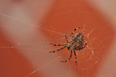 下面是一只核桃球织布蜘蛛在网上的视图，与模糊的红砖墙背景隔离。
