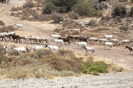 高地公路上的山羊群。