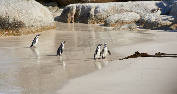 南非博尔德斯海滩的一群黑脚企鹅在潮湿的沙滩上摇摇晃晃地走着。