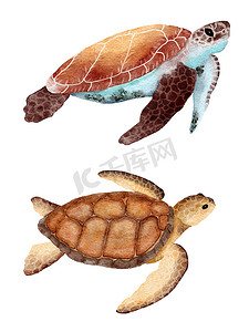 水彩海龟乌龟手绘插画，海洋水下海洋航海设计，濒危物种动物，太平洋水域野生动物。