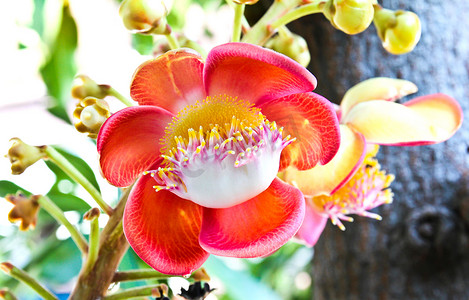 炮弹花摄影照片_不寻常的炮弹树（Couroupita guianensis）上的一朵花