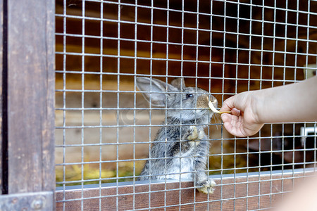 可爱的兔子在动物农场的兔笼里。