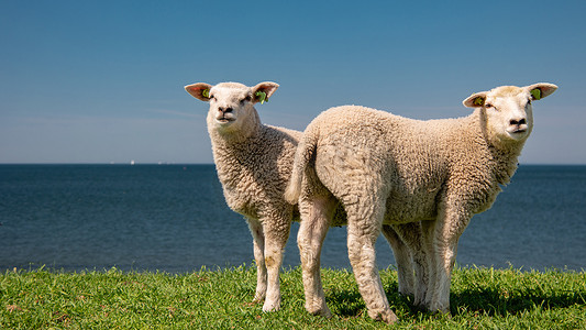 荷兰摄影照片_艾瑟尔湖畔荷兰堤坝上的羔羊和绵羊，春天的景色，荷兰 绿草草地上的羊