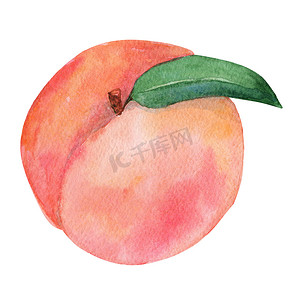 水彩桃果，叶子隔离在白色背景上，用于品牌、印刷、厨房装饰