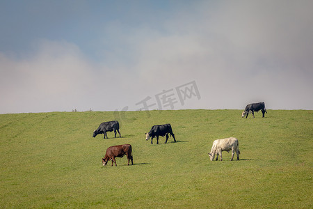 巴西南里奥格兰德州潘帕地区与乌拉圭接壤的奶牛在吃草