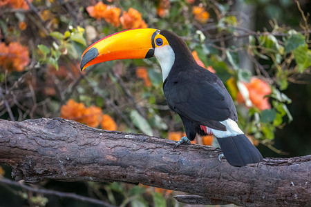 巴西南马托格罗索州潘塔纳尔湿地，一只托科巨嘴鸟栖息在树枝上。
