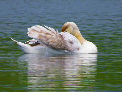 优美的白天鹅在湖中游动，天鹅在野外。