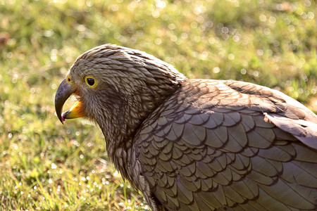新西兰南岛的基亚鹦鹉