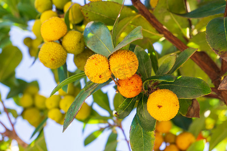 黄色多刺的杨梅果实在果园的树枝上成熟