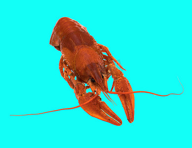 蓝色背景中新鲜酿造的红小龙虾