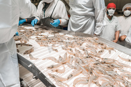 工厂的虾生产和质量控制线