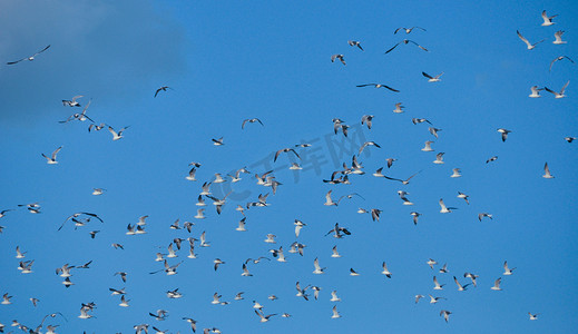 蓝天上有一大群鸟