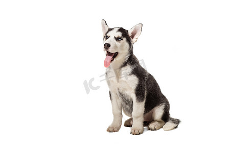小狗西伯利亚哈士奇黑色和白色与蓝眼睛在白色背景