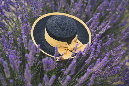 普罗旺斯薰衣草田里带黄丝带的黑色草帽