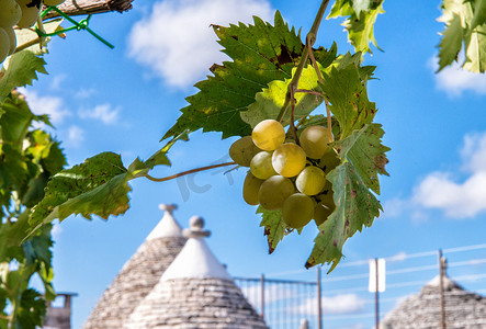 意大利葡萄酒摄影照片_意大利普利亚阿尔贝罗贝洛美丽夏日的葡萄