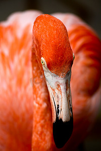佛罗里达州公园里的红色火烈鸟