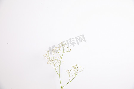 满天星小白花植物在顶视图中的白色背景中被隔离
