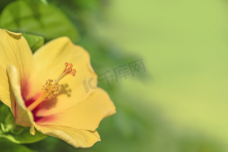 黄色花卉摄影照片_那霸市盛开的黄色木槿花的特写。