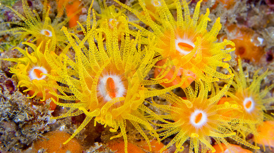 水生摄影照片_印度尼西亚北苏拉威西岛的结壳海葵